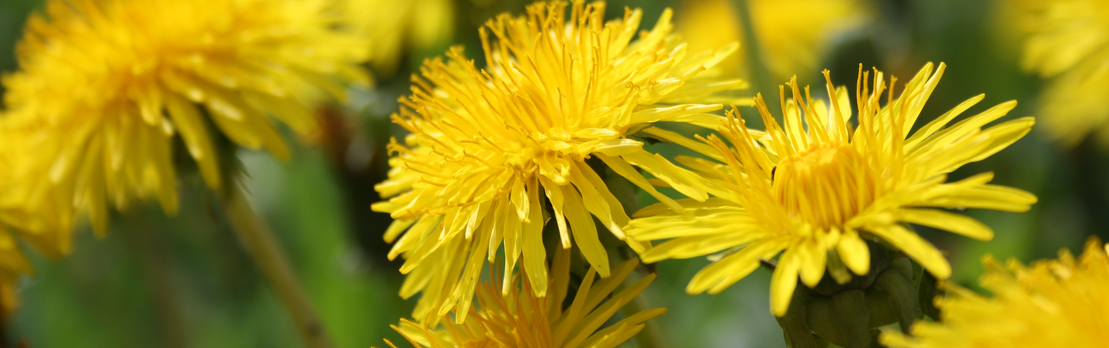 Some Thoughts on Open Learning: Ode to the Dandelion