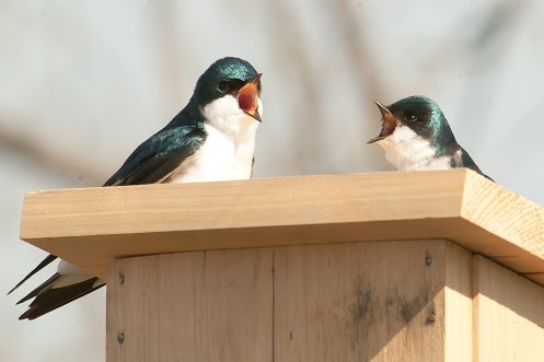 Rocking The Boat's Tree Swallows Breeding Project